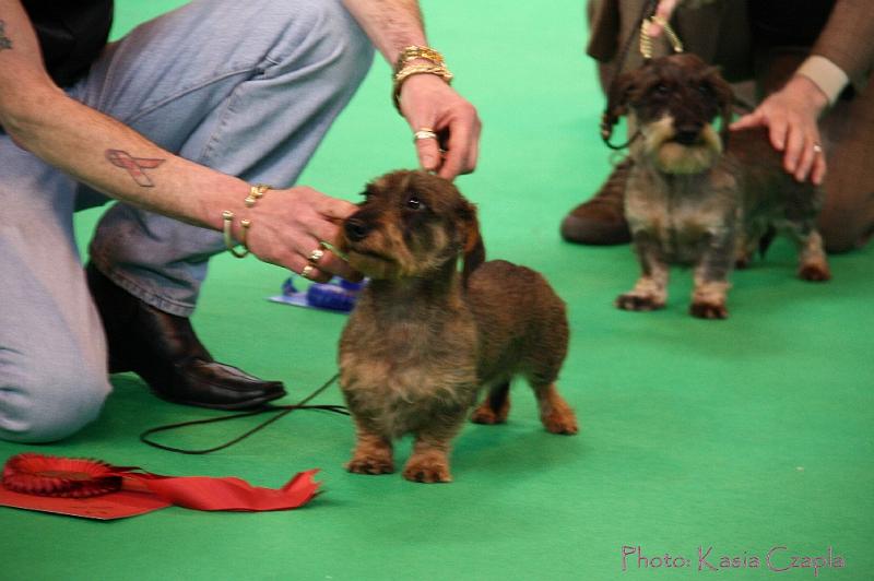 Crufts2011_2 710.jpg